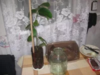  с бутонами 001_640x480.webp