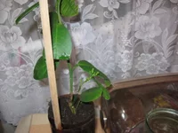  с бутонами 002_640x480.webp