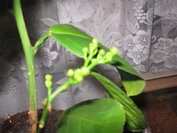  с бутонами 003_640x480.webp