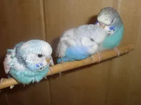 PC010058.webp