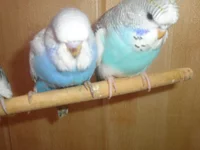 PC010060.webp