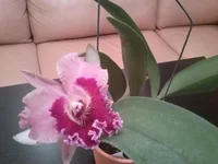 CAM00533.webp