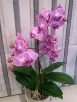 CAM00600.webp