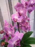 CAM00601.webp