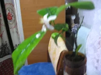  юбилейный 001_640x480.webp