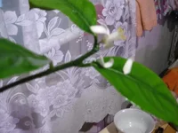  юбилейный 002_640x480.webp