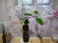  юбилейный 003_640x480.webp