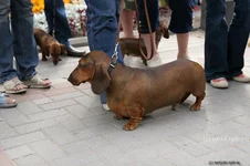 dg06_060729_5-21.webp