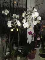 P1010229.webp