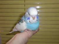 PC060012.webp
