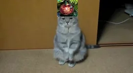 кот.jpg