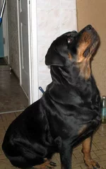 Sheila.webp