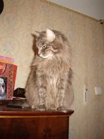Resize of Gera.webp