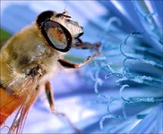 seamstress.webp