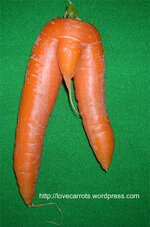 ronnie_hoggan_carrot.jpg