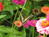  (42).webp