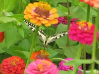  (46).webp