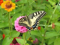  (64).webp