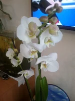 13122013112.webp