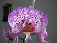 IMG_4543_1.webp
