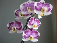 IMG_4546_1.webp