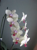 IMG_4550_1.webp