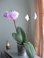 IMG_4551_1.webp