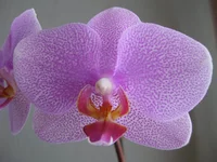 IMG_4553_1.webp