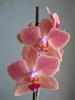 IMG_4557_1.webp