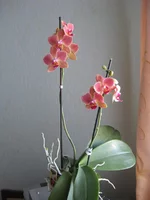 IMG_4559_1.webp