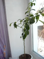 DSCN2724.jpg