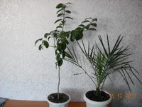 DSCN2727.jpg