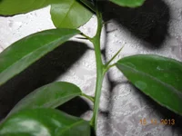 DSCN2725.jpg