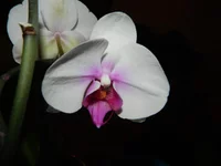 JSra_vWkimM.webp
