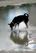 _июль2013 062.webp
