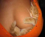 kotik спит.webp