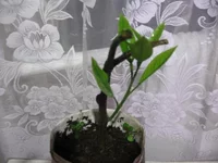  - возрождение_640x480.webp