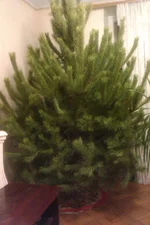 IMAG0123.webp
