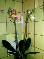 CAM01921.webp
