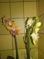 CAM01919.webp