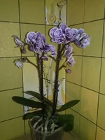CAM01930.webp