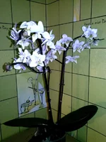 CAM01924.webp