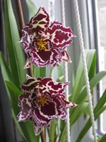 IMG_4628_1.webp