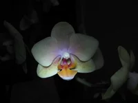 IMG_4610_1.jpg