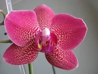 IMG_4616_1.webp