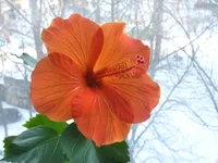 PC114350.webp
