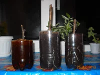 DSCN2736.webp