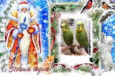 ramka-v-fotoshope-dedushka.webp