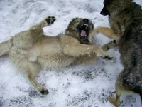 PIC_0024.jpg