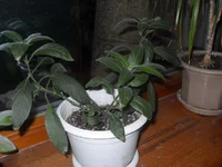 SDC12082.webp